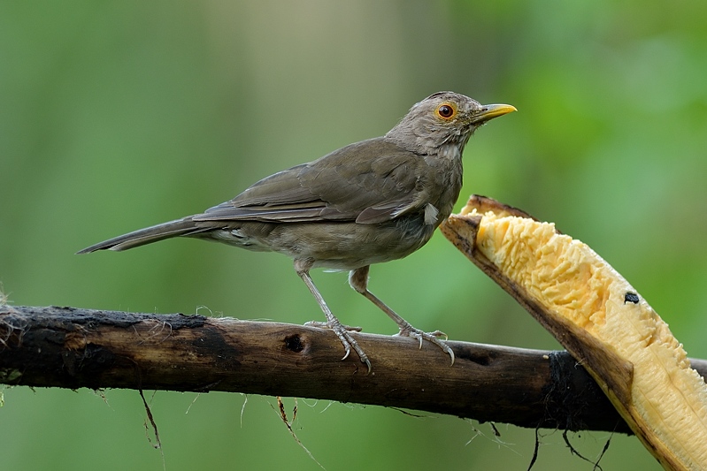 Ecuadorlijster